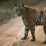 tiger-banner-1